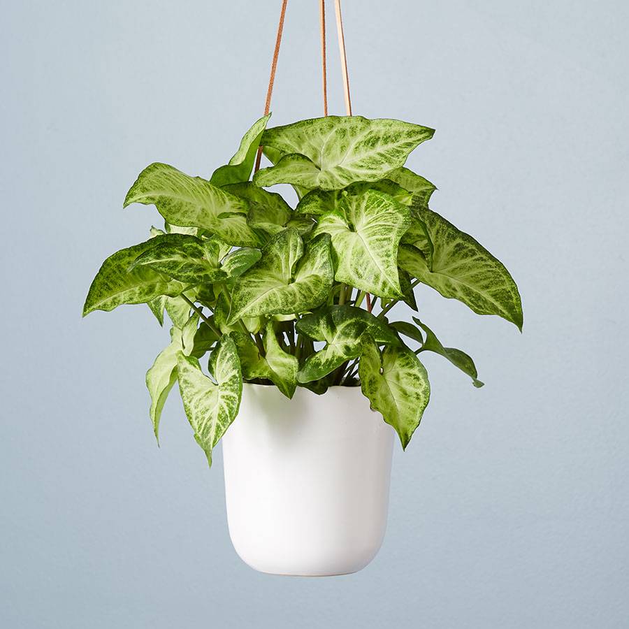 Arrowhead Hanging Plant (Syngonium)