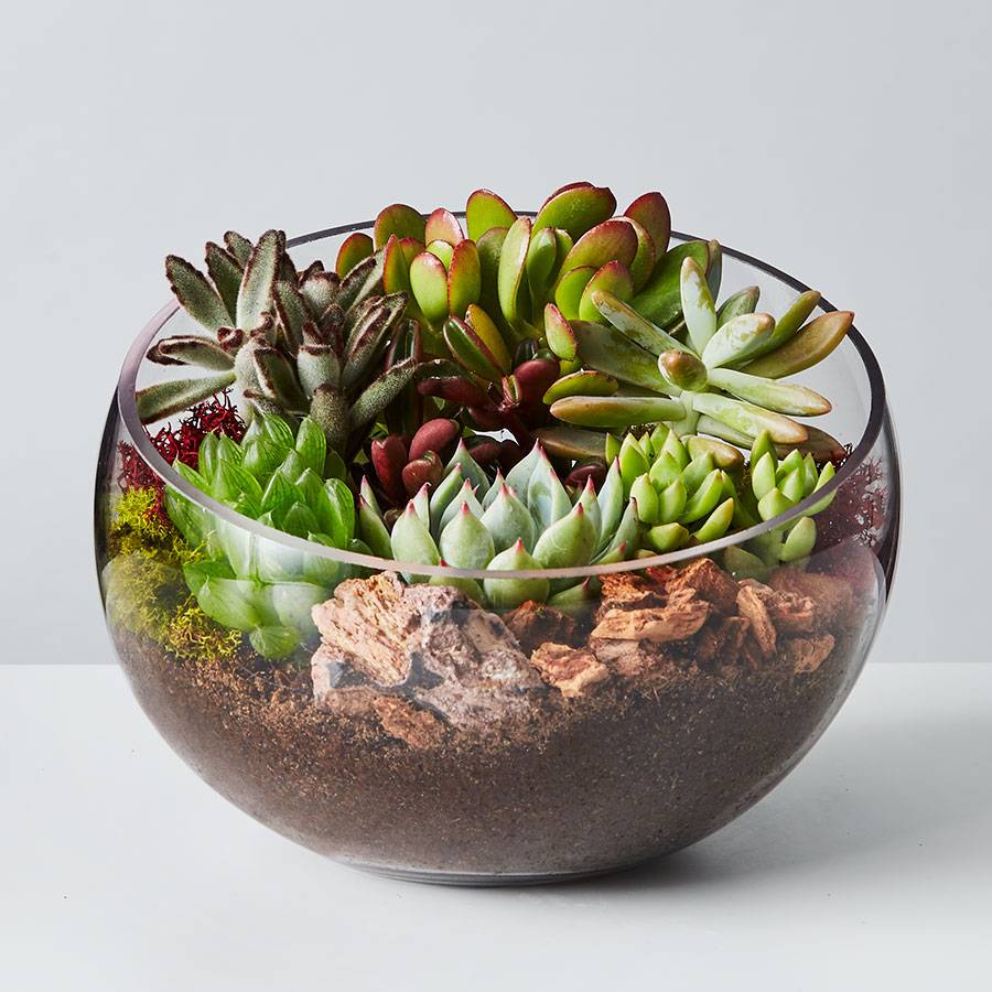 Succulent Terrarium