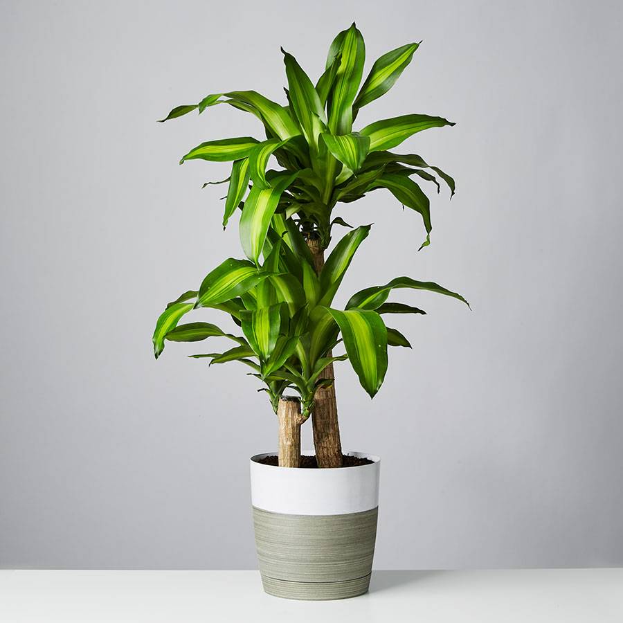 Mass Cane Plant