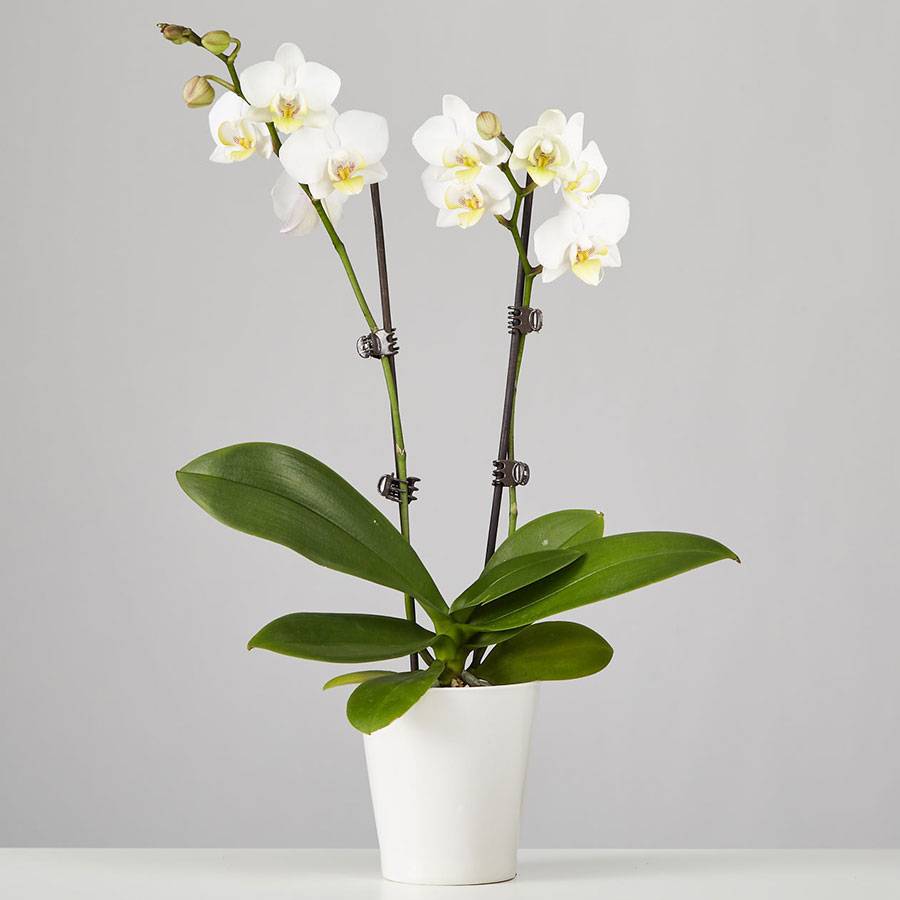 Large Phalaenopsis Orchid: White