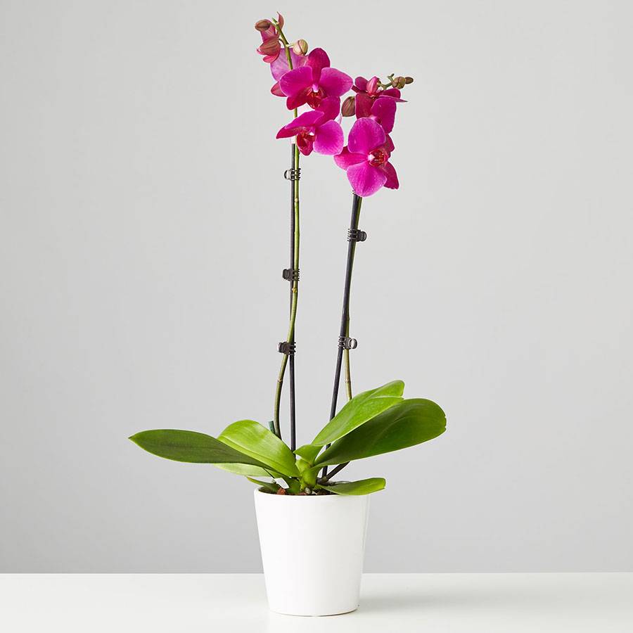 Large Phalaenopsis Orchid: Purple