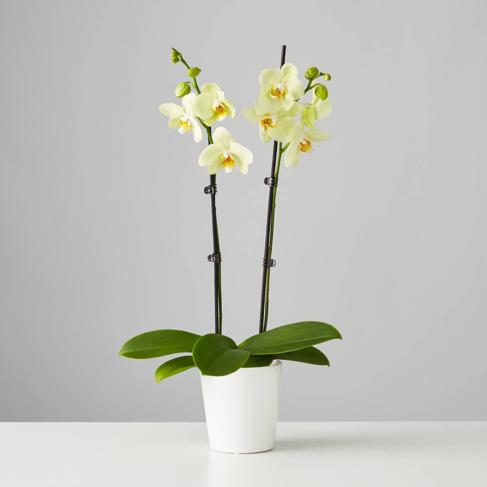 Large Phalaenopsis Orchid: Yellow
