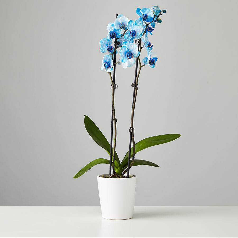 Large Orchid: Blue (Save 15%)