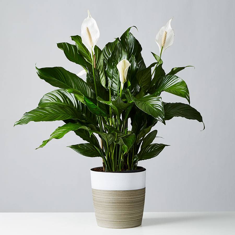 Peace Lily Floor Plant (Spathiphyllum)