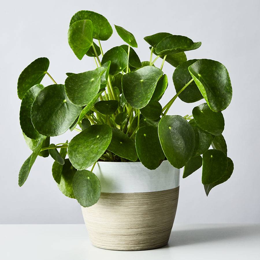 Pilea Peperomioides (Chinese Money) Plant