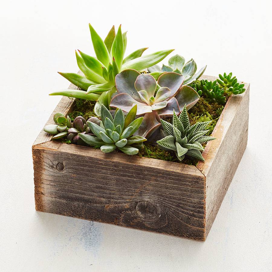Reclaimed Wood Succulent Garden-