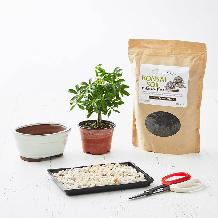 DIY Bonsai Kit