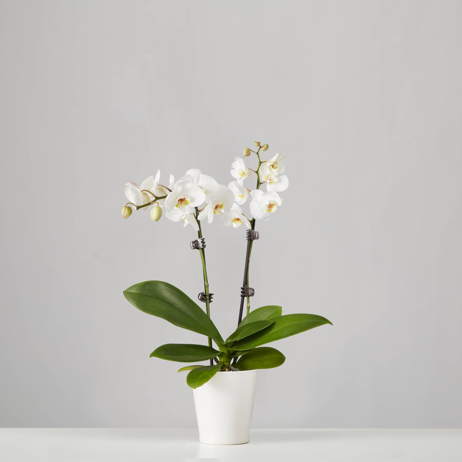 Small Phalaenopsis Orchid: White