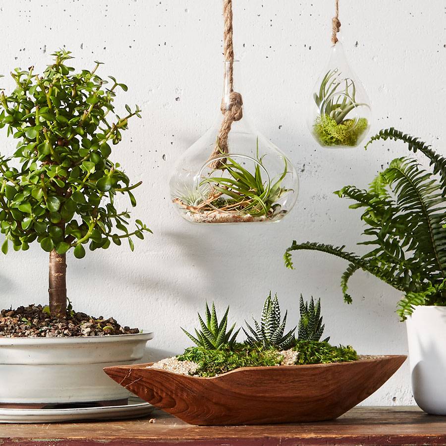 DIY Air Plant Terrarium