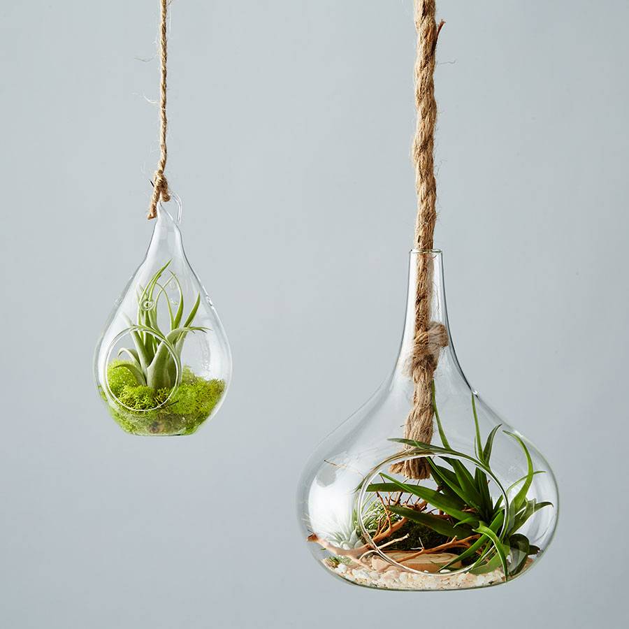 DIY Air Plant Terrarium