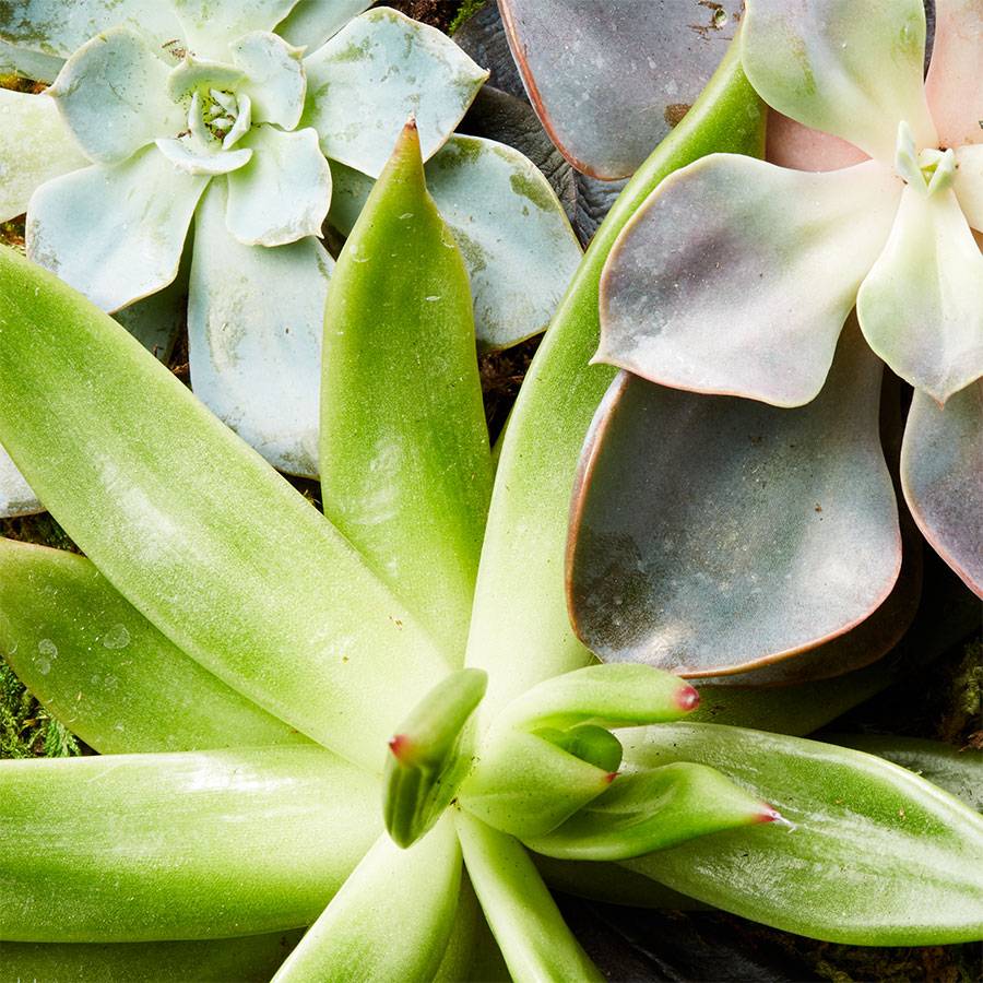 Reclaimed Wood Succulent Garden-