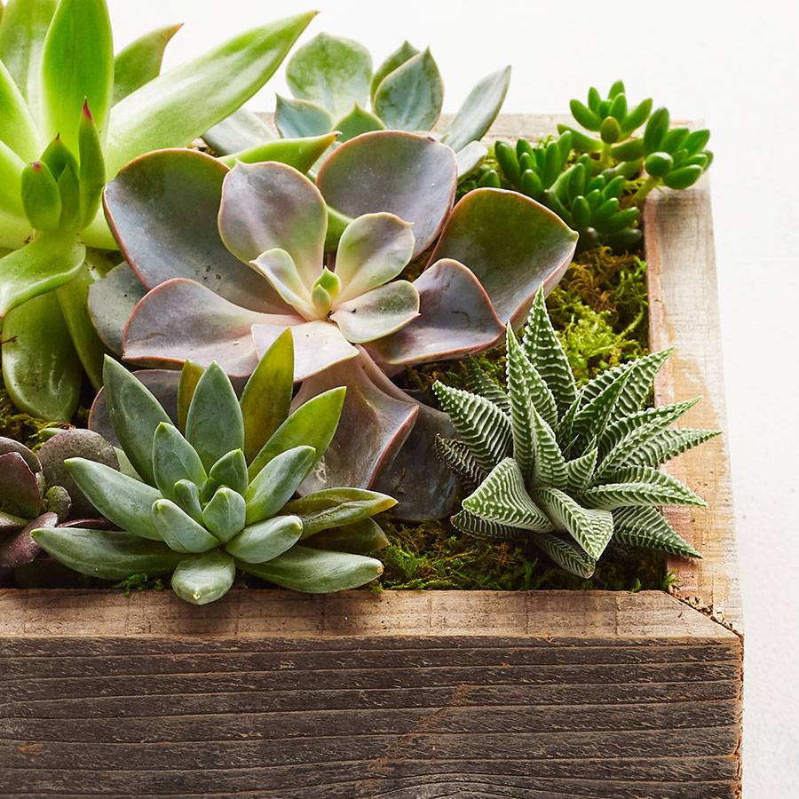 Reclaimed Wood Succulent Garden-