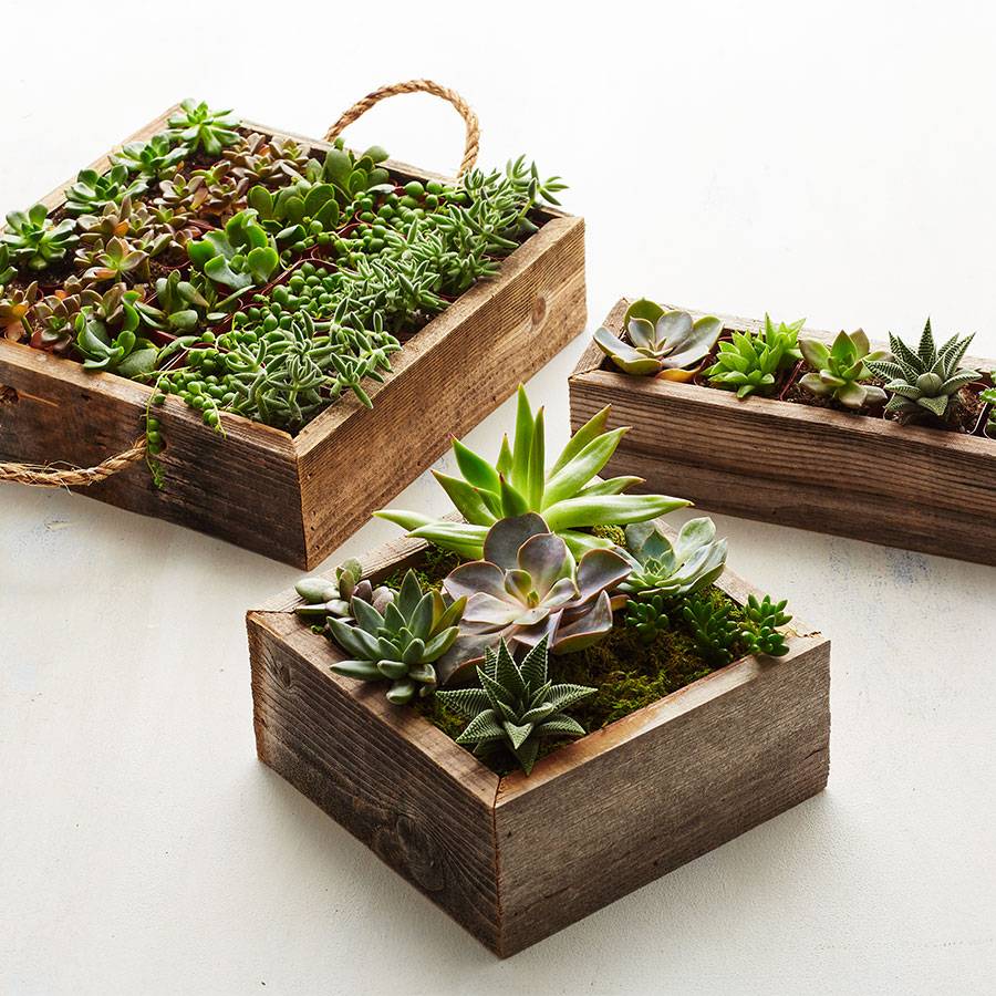 Reclaimed Wood Succulent Garden-