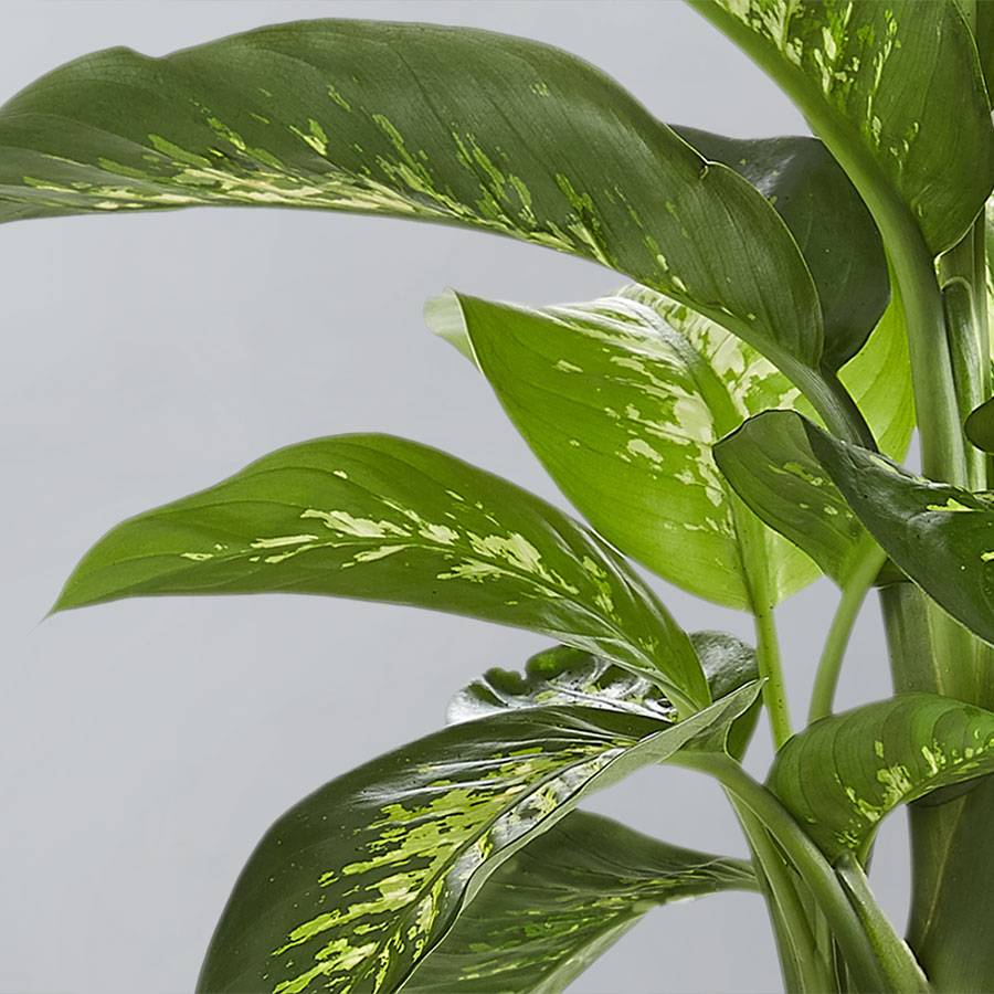 Dieffenbachia Plant (Dumb Cane)