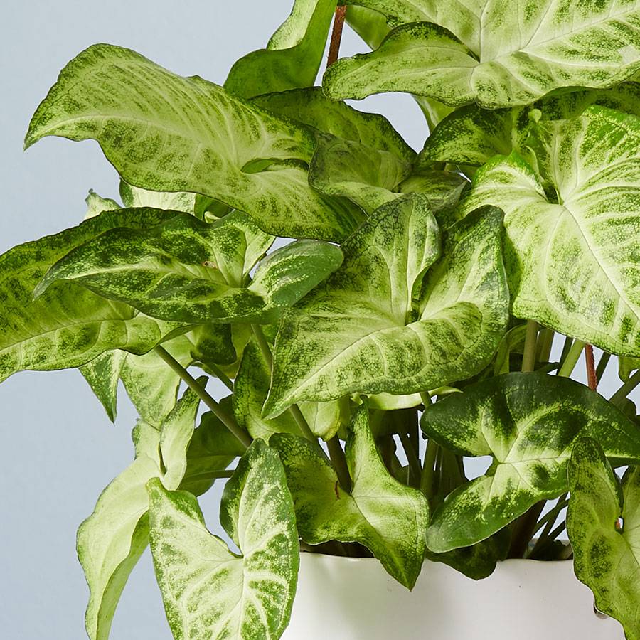 Arrowhead Hanging Plant (Syngonium)