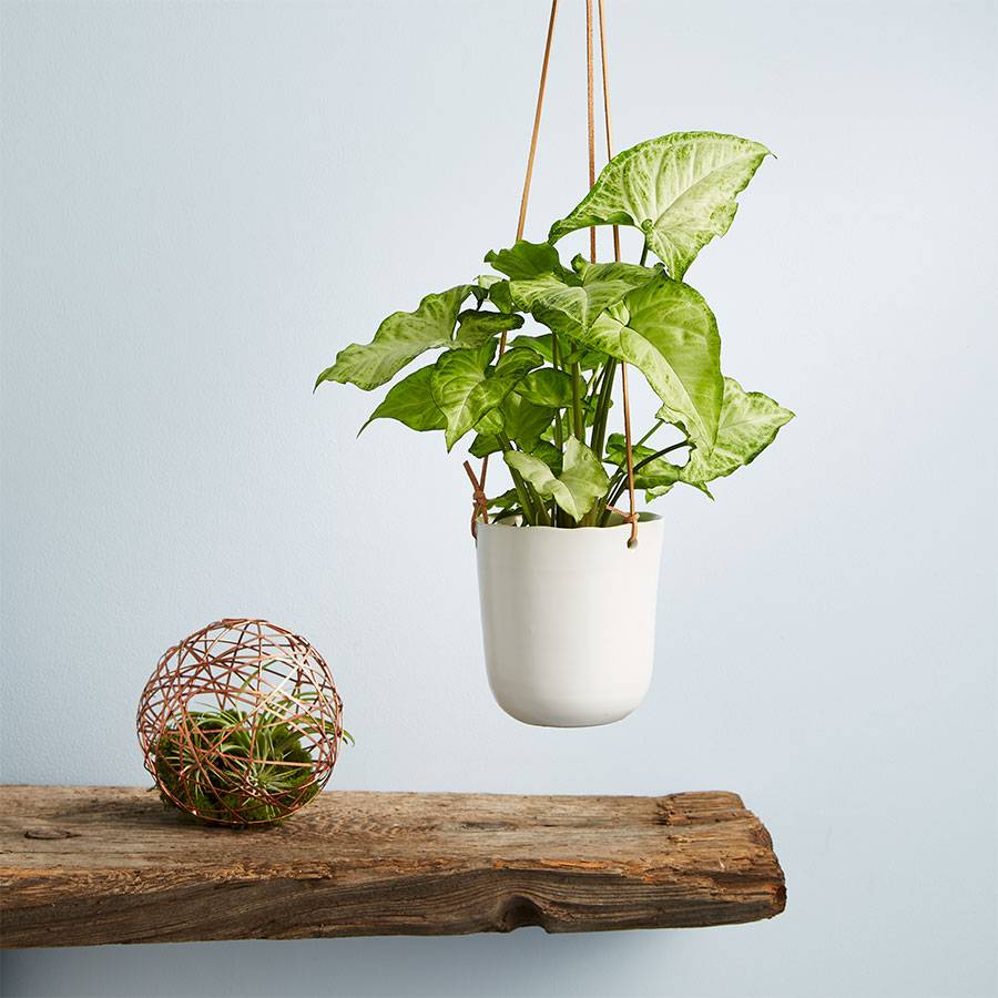 Arrowhead Hanging Plant (Syngonium)