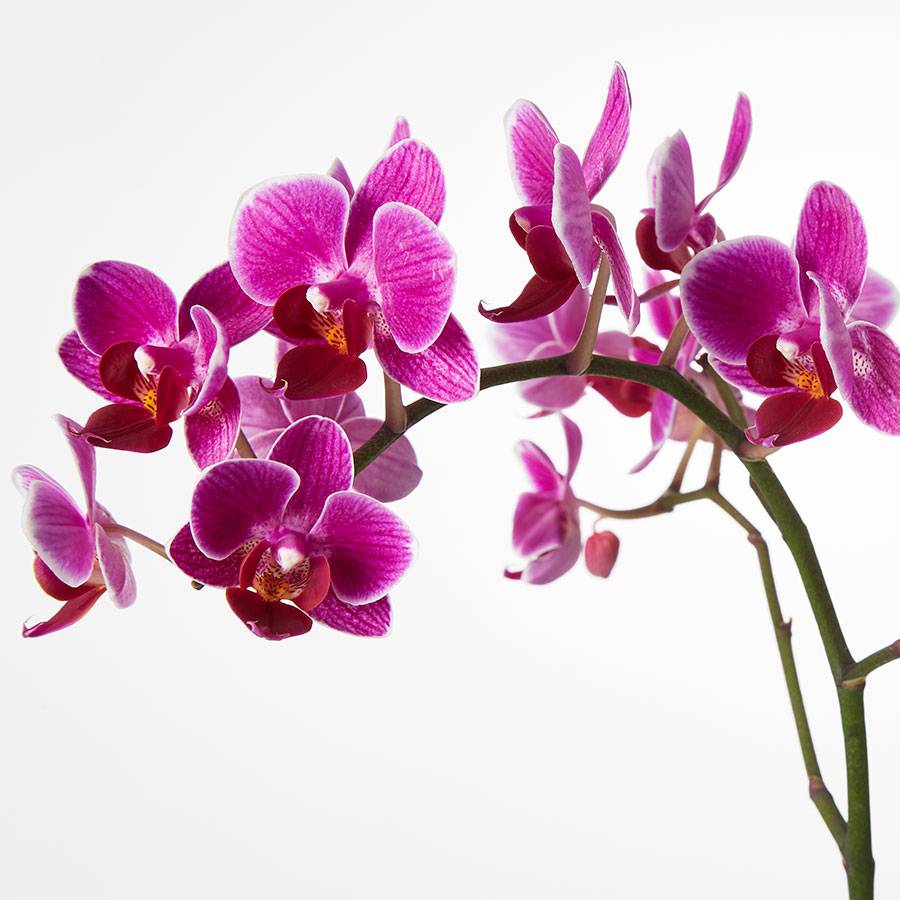 Small Phalaenopsis Orchid: Purple