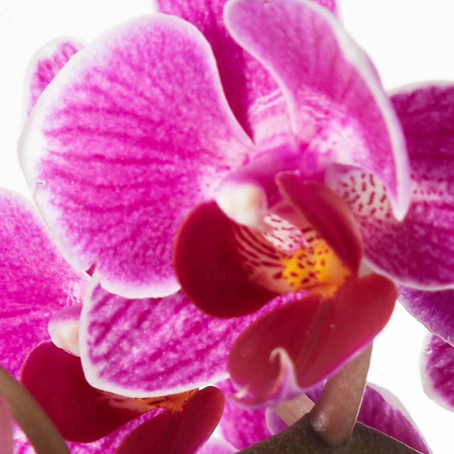 Small Phalaenopsis Orchid: Purple