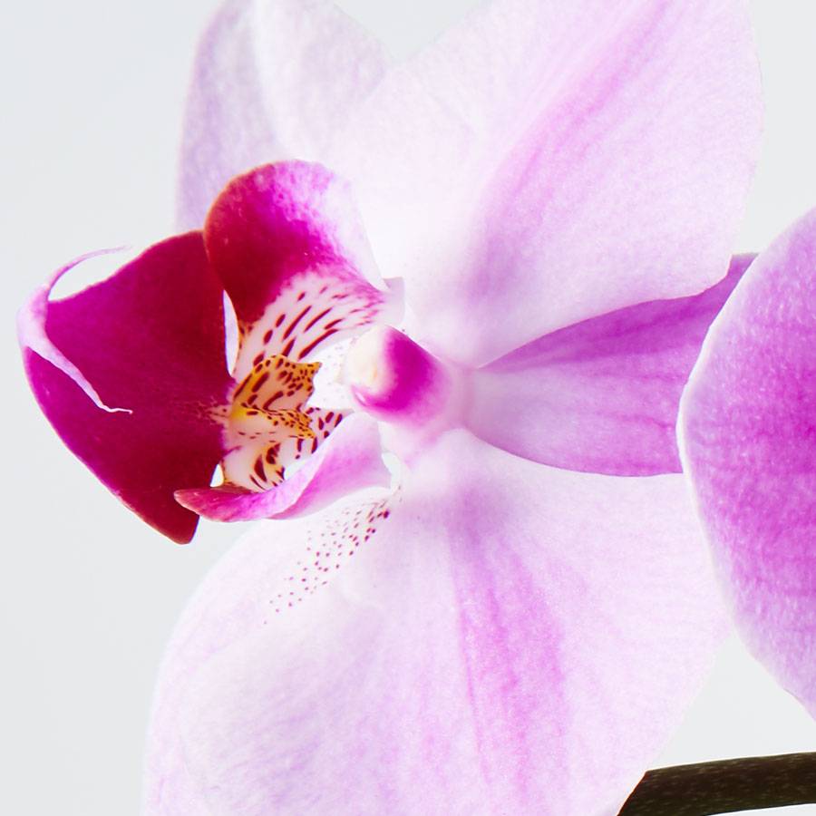 Large Phalaenopsis Orchid: Pink