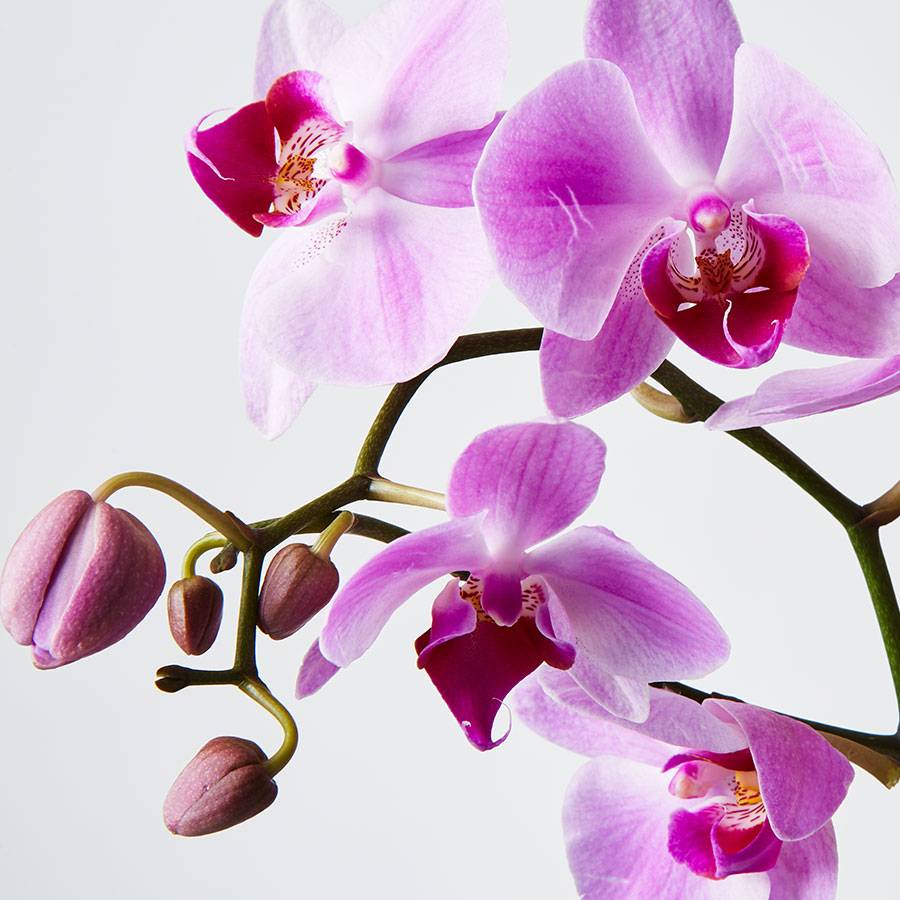 Large Phalaenopsis Orchid: Pink