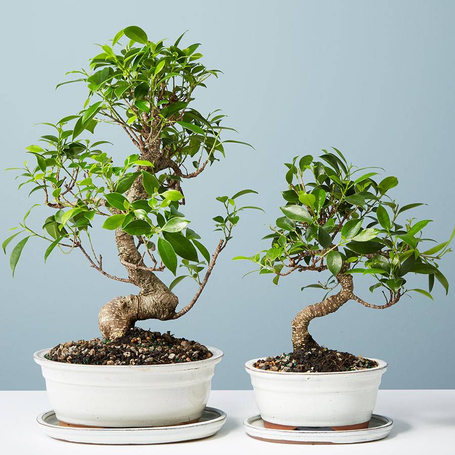 Golden Gate Ficus Bonsai