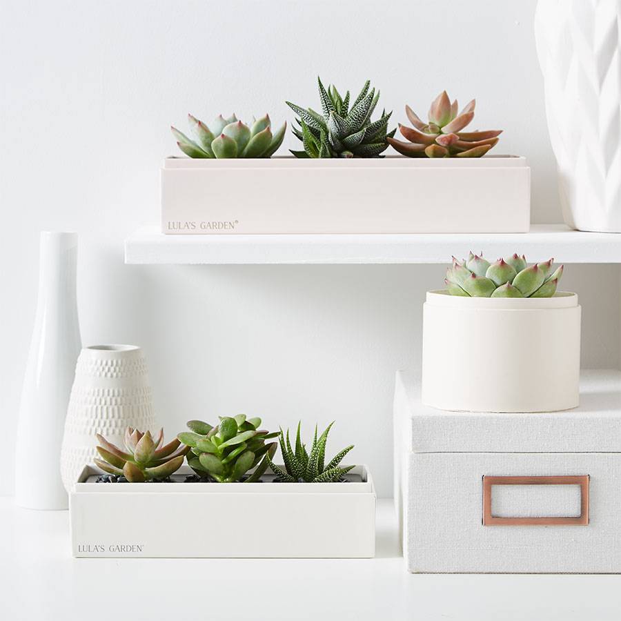 Lula's Garden® Succulent