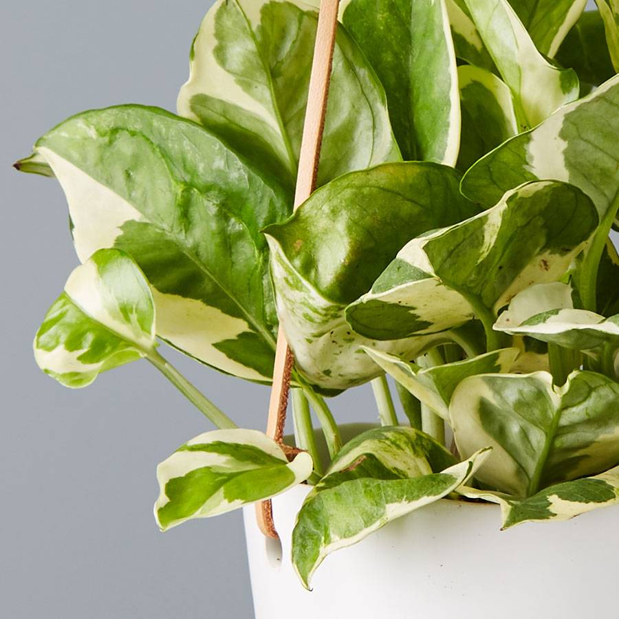 Pothos Hanging Plant