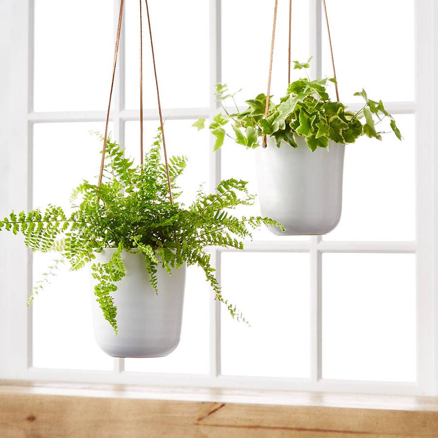Pothos Hanging Plant