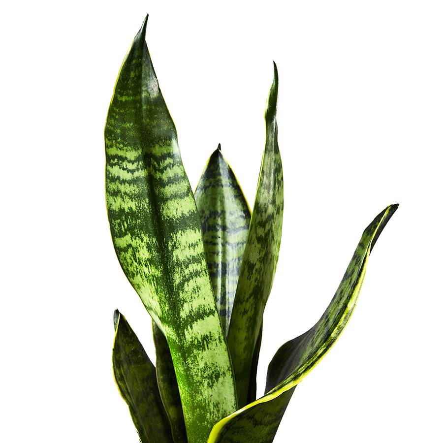 Snake Plant (Sansevieria)