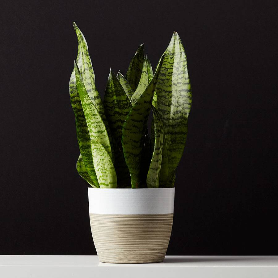 Snake Plant (Sansevieria)