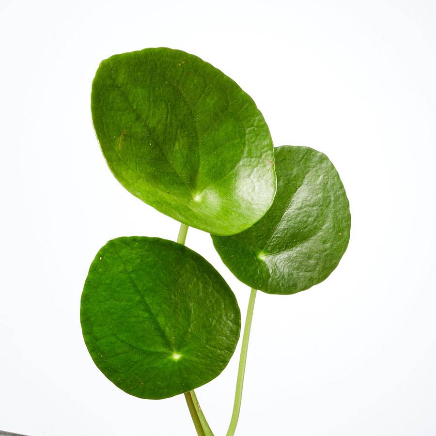 Pilea Peperomioides (Chinese Money) Plant