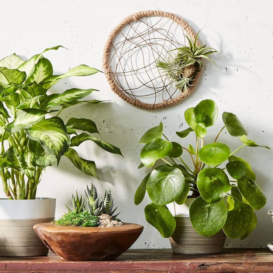 Pilea Peperomioides (Chinese Money) Plant
