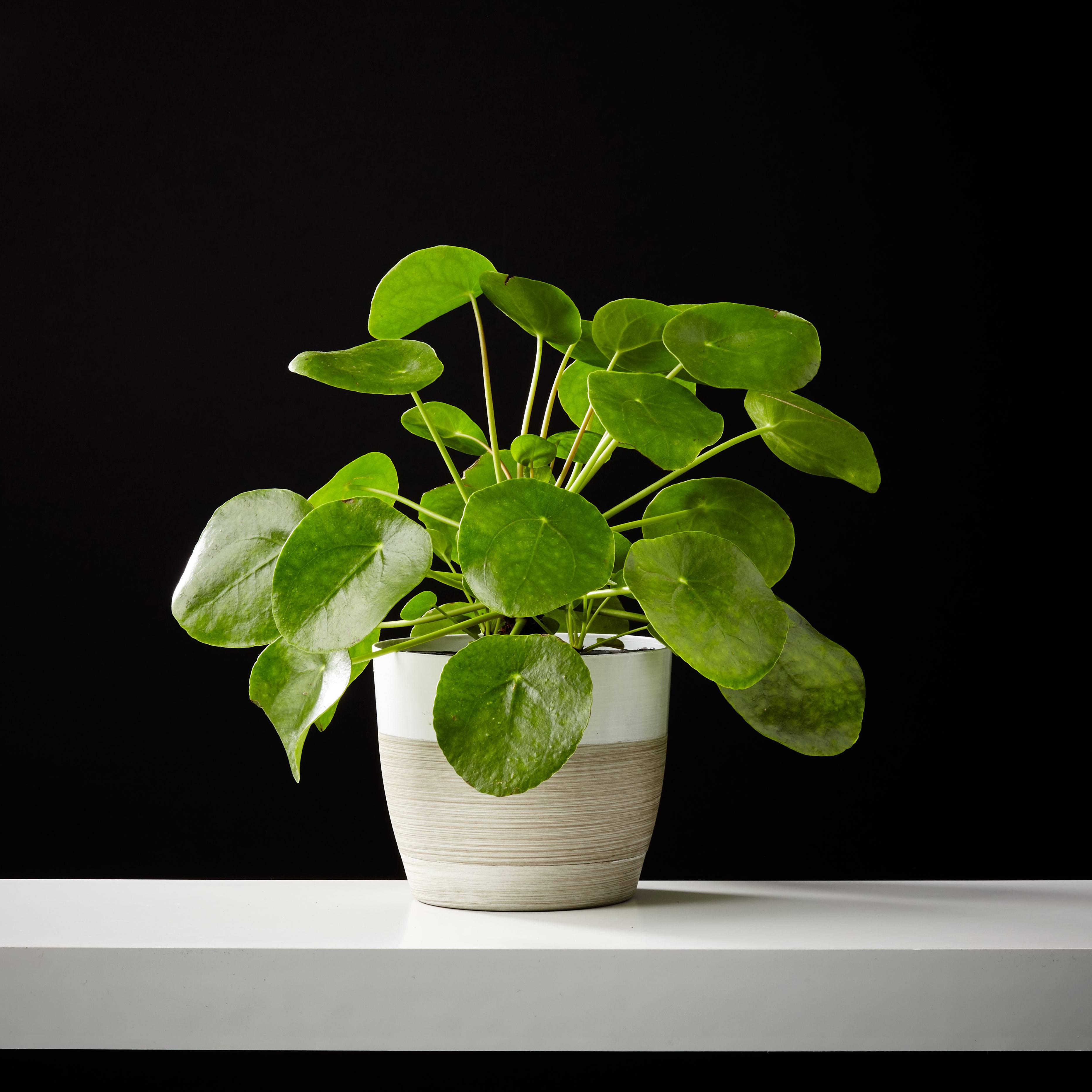 Pilea Peperomioides (Chinese Money) Plant
