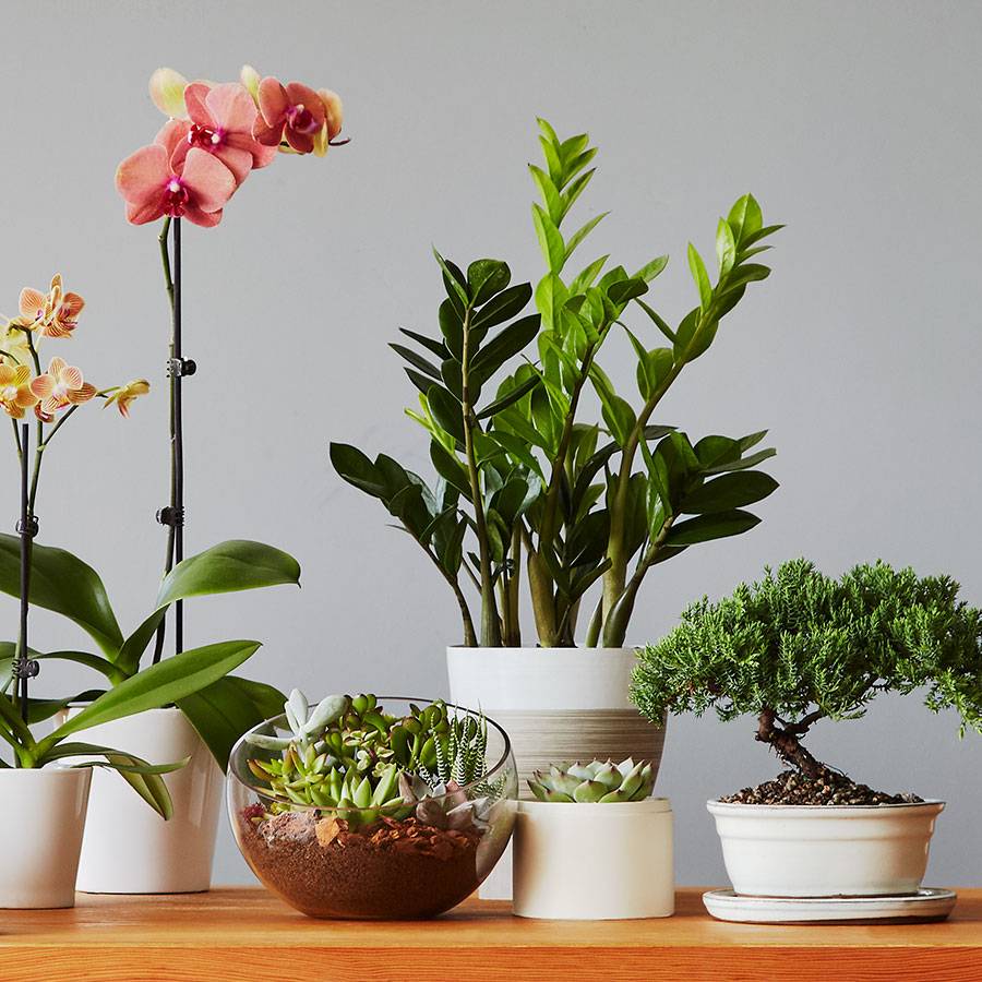 ZZ Plant (Zamioculcas Zamiifolia)