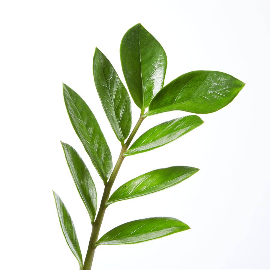 ZZ Plant (Zamioculcas Zamiifolia)