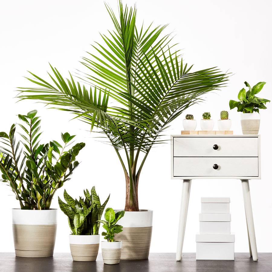 Majesty Palm Floor Plant