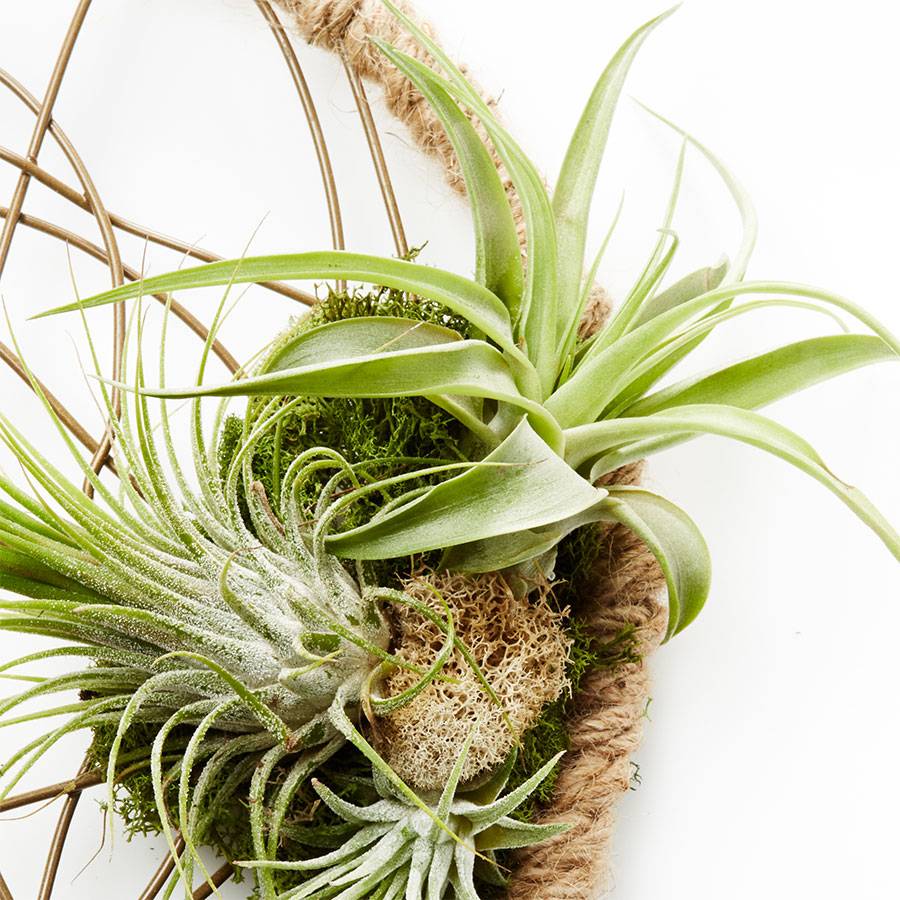 Dreamcatcher Air Plant