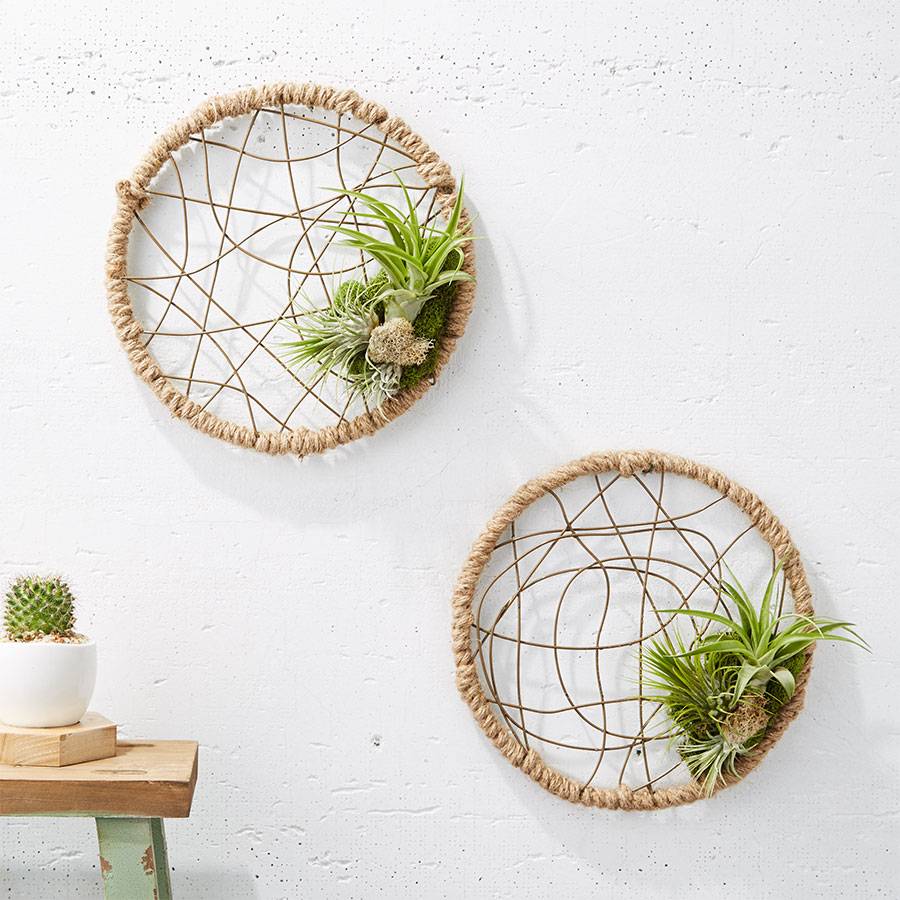 Dreamcatcher Air Plant