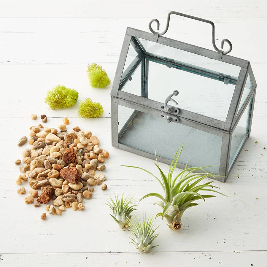 DIY Air Plant Terrarium Garden