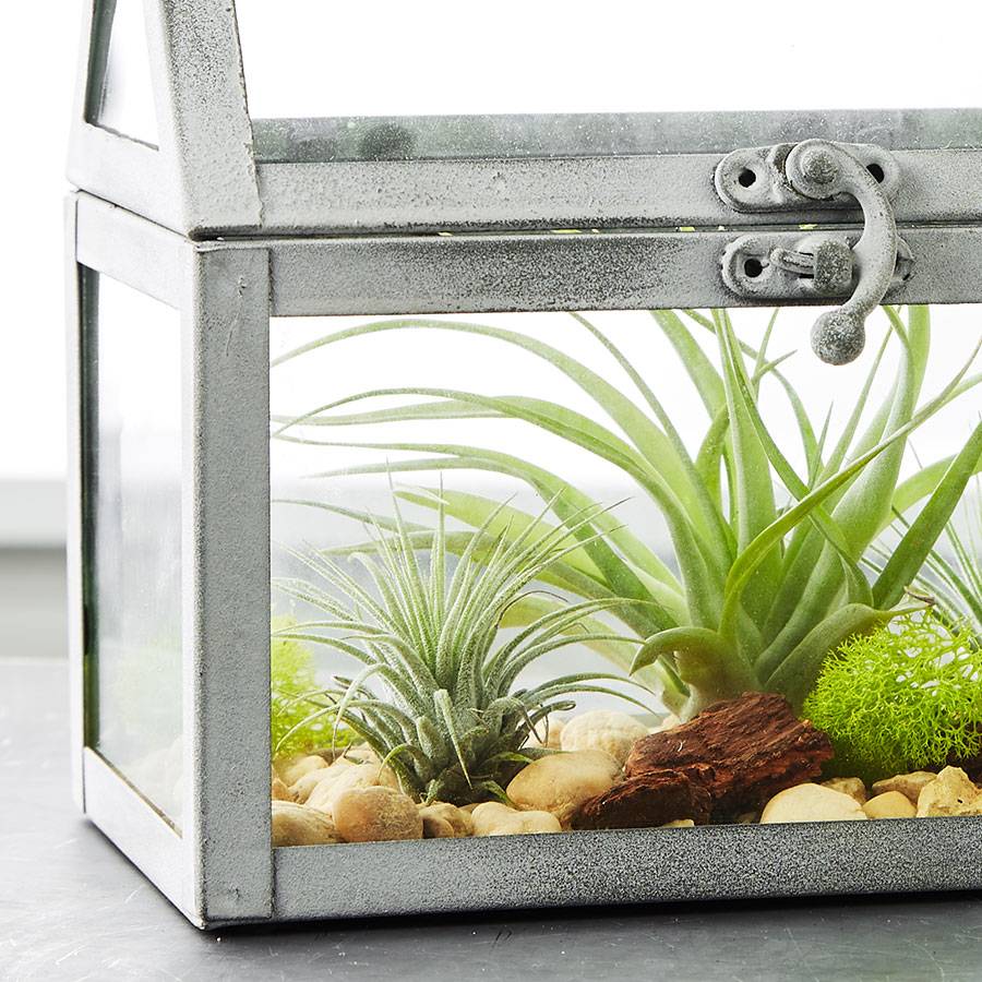 DIY Air Plant Terrarium Garden