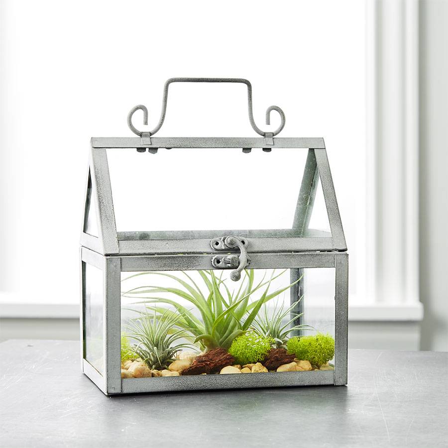 DIY Air Plant Terrarium Garden