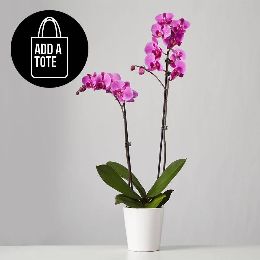 Large Phalaenopsis Orchid: Purple