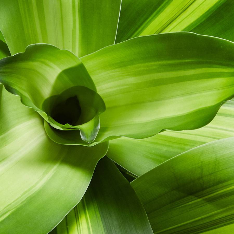 Mass Cane Plant