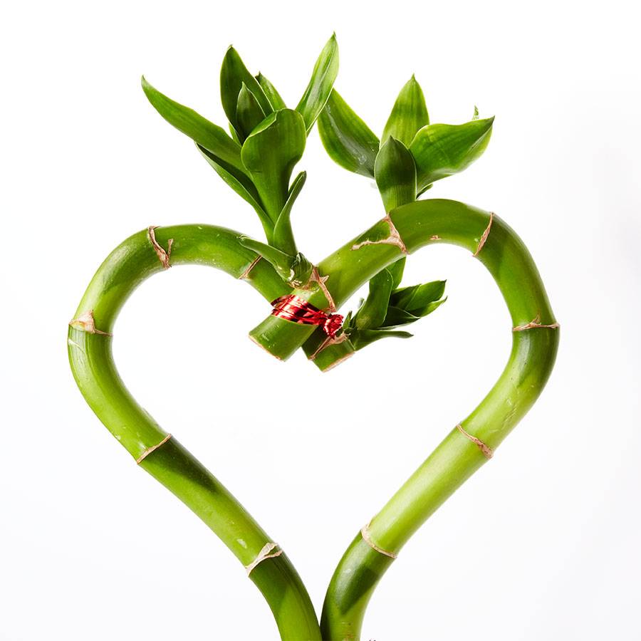 Sweet Heart Bamboo