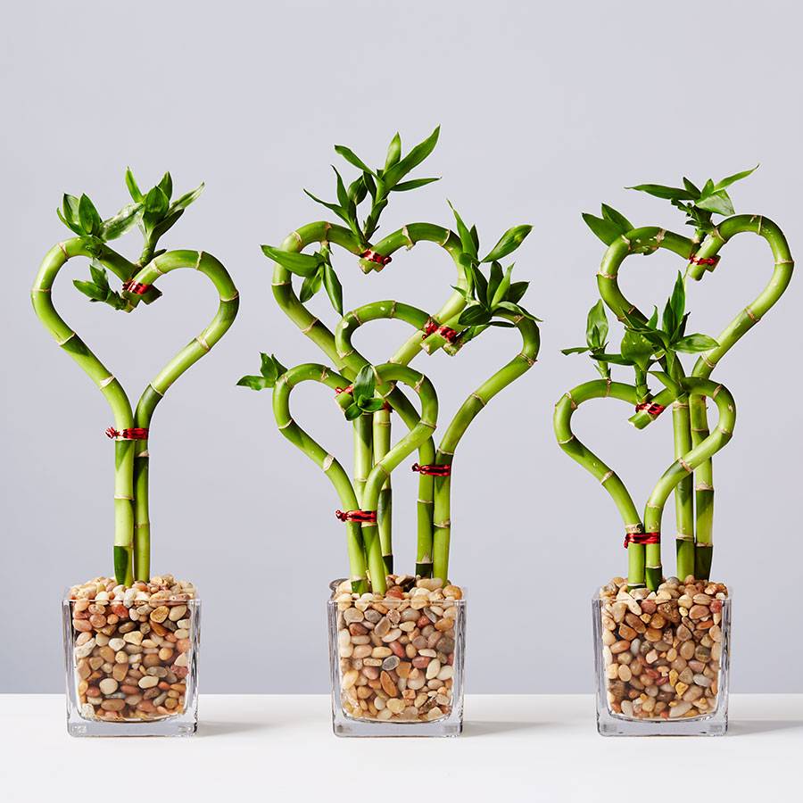 Sweet Heart Bamboo
