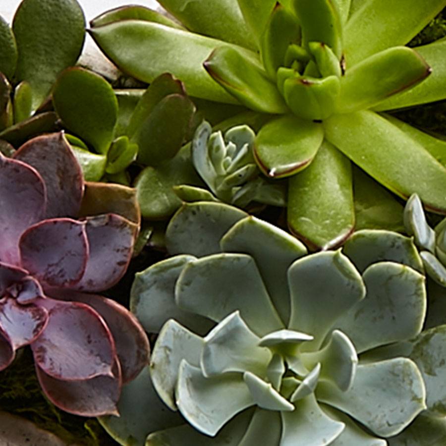 Sweet Succulent Heart Garden