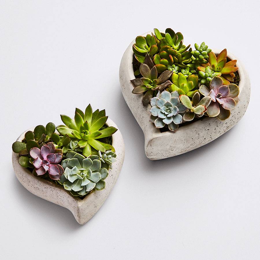 Sweet Succulent Heart Garden