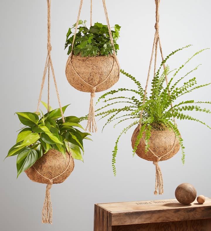 Kokedama