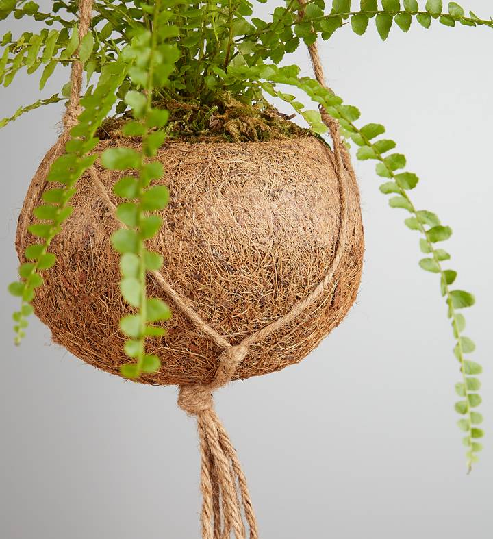 Kokedama