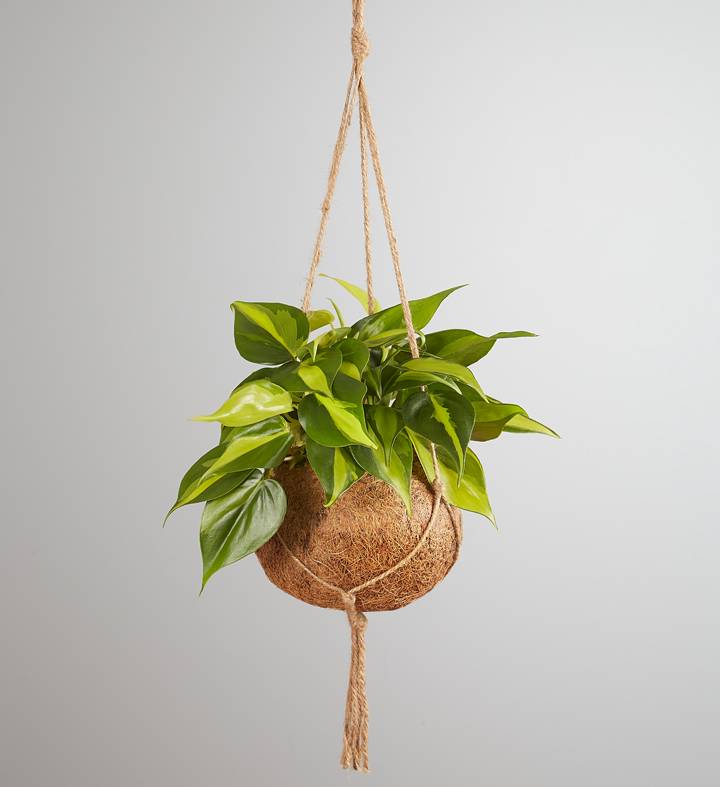 Kokedama